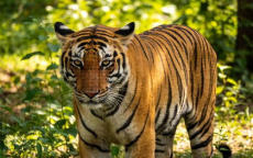 清迈72只老虎非正常死亡：泰国官方公布调查结果引发关注