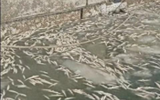 大连港口：数万斤鱼因冰封不幸冻死，渔业损失惨重