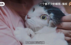 猫咪耐心耗尽，瞬间爆发萌态百出