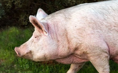 猪精液创新转化：中国团队研发抗癌眼药水新突破